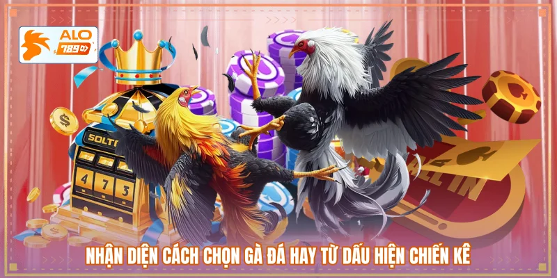 Nhận diện cách chọn gà đá hay từ dấu hiện chiến kê